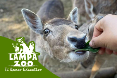 Lampa Zoo Zoológico + Museo - Animales